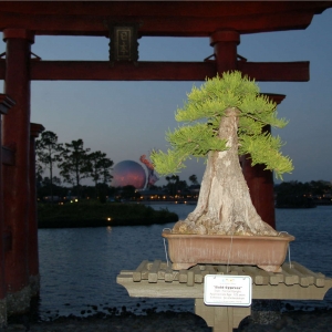 Bonsai at Torii Gate