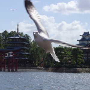 Seagull at Epcot