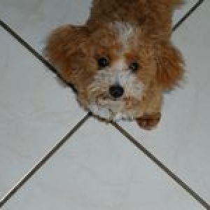 Tigger