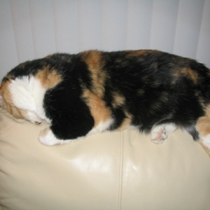 Toonces