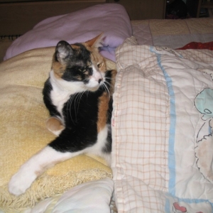 Toonces