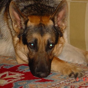 Christmas_049_Small_