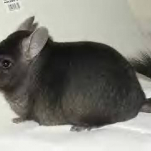 vinnie