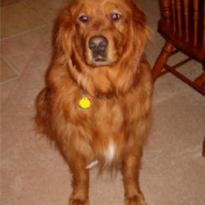 Griffin