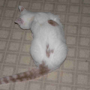 Mousebutt
