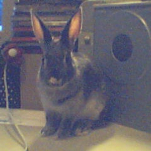 thumper1