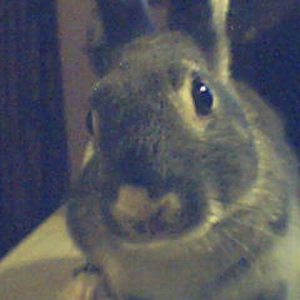 thumper3