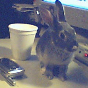 thumper21