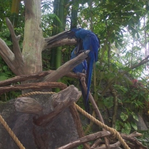 birds