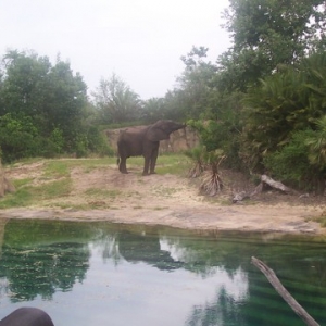 Kilamanjaro Safaris