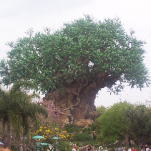 the Tree of Life