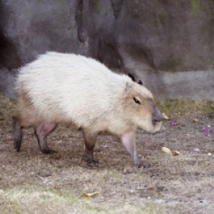 rodent_010_7