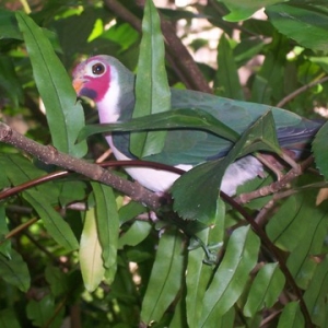 AK bird
