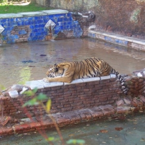 Tiger on Maharajah Jungle Trek