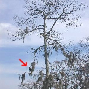 "Shoe" Tree in Bay Lake