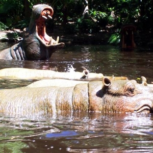 Hippo pool.