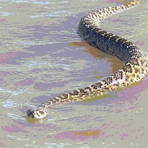 Swimming Snake