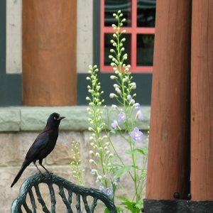 Pesky French Fry Stealing Birds