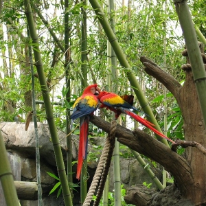 Beautiful Birds in Animal Kingdom