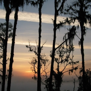 Foggy Sunrise from WL room