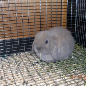 Eeyore