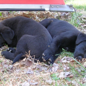 Piper&Pepper1