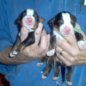 Gordon and Flash
