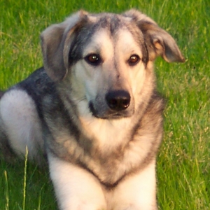 Zima Dog!!!