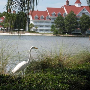 Wildlife at Grand Floridian