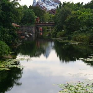 Animal Kingdom