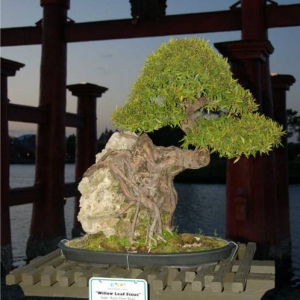 Bonsai - Torii Gate