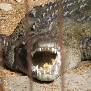 Look at those teeth!