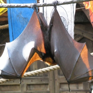 Bats
