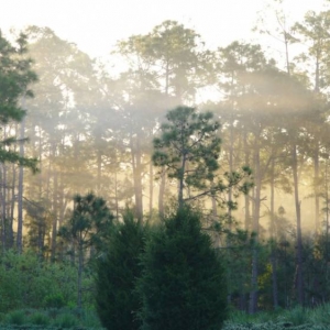 misty morning at WL