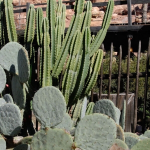 Disneyland cactus