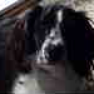 Libby
