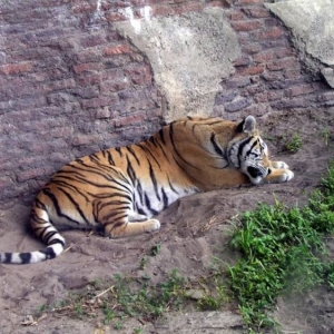 Sleeping Tiger