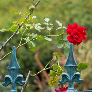 The Rose