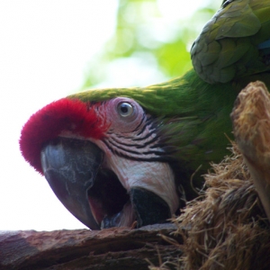 Pardon Me While I Eat this Branch