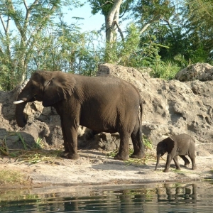 Elephants of All Ages