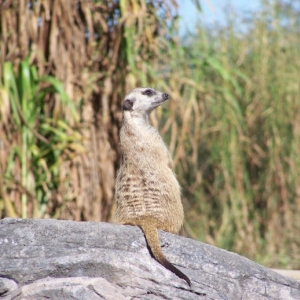Meerkat