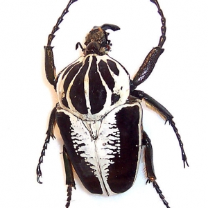 Goliath_beetle