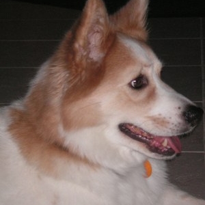 Kate Dog