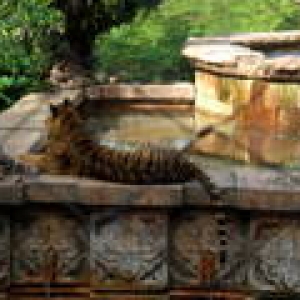 Lounging Tiger at AK