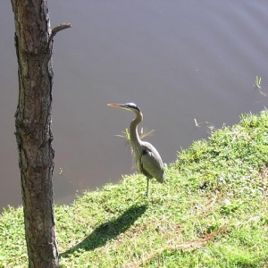 Great Blue Heron