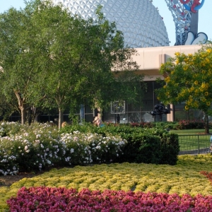 Field of Flowers
