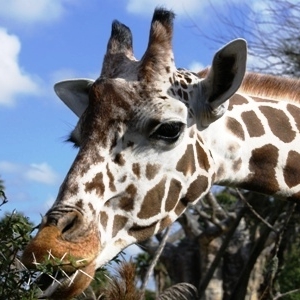 Animal Kingdom--Safari