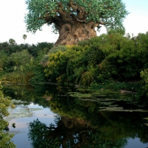 Tree of Life Reflection