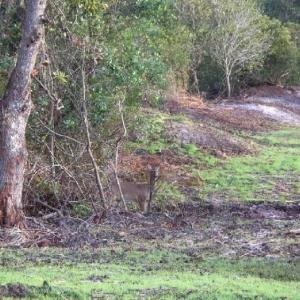 Ft_Wilderness_deer