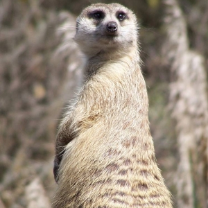 Meerkat Manor